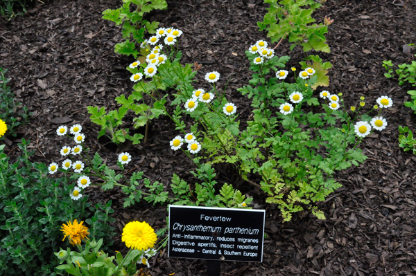 Chrysanthemum